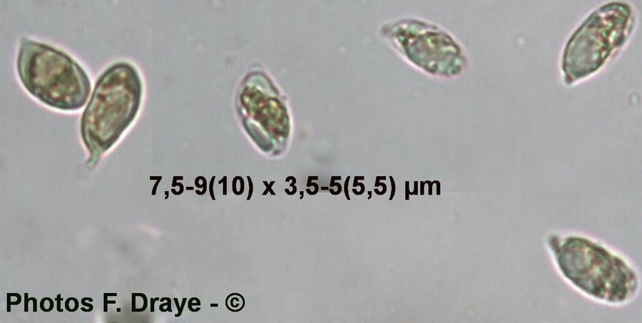 Mycena clavicularis