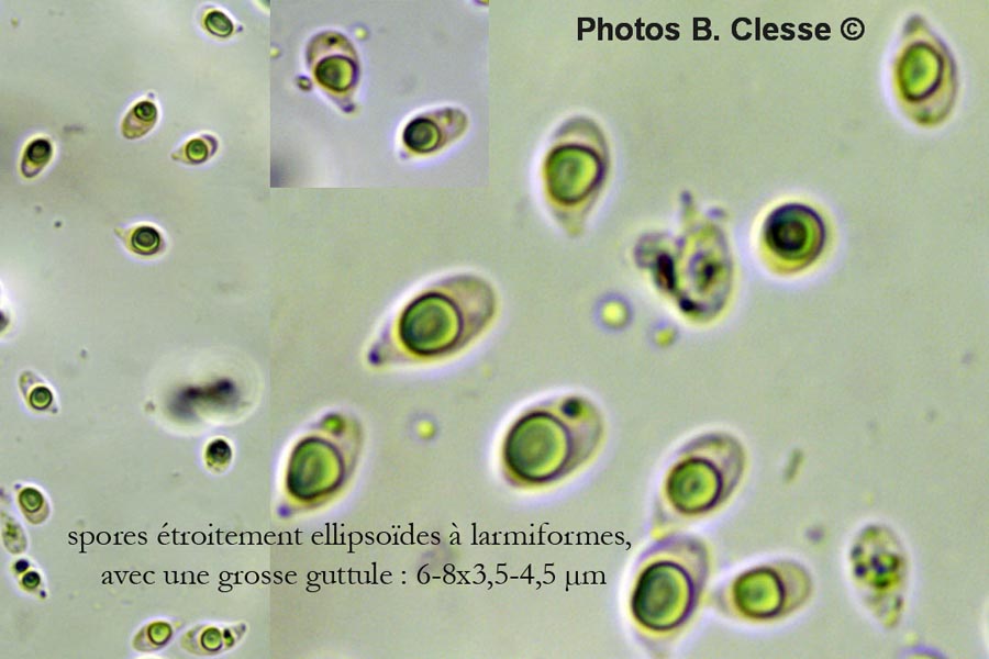 Mycena flavoalba