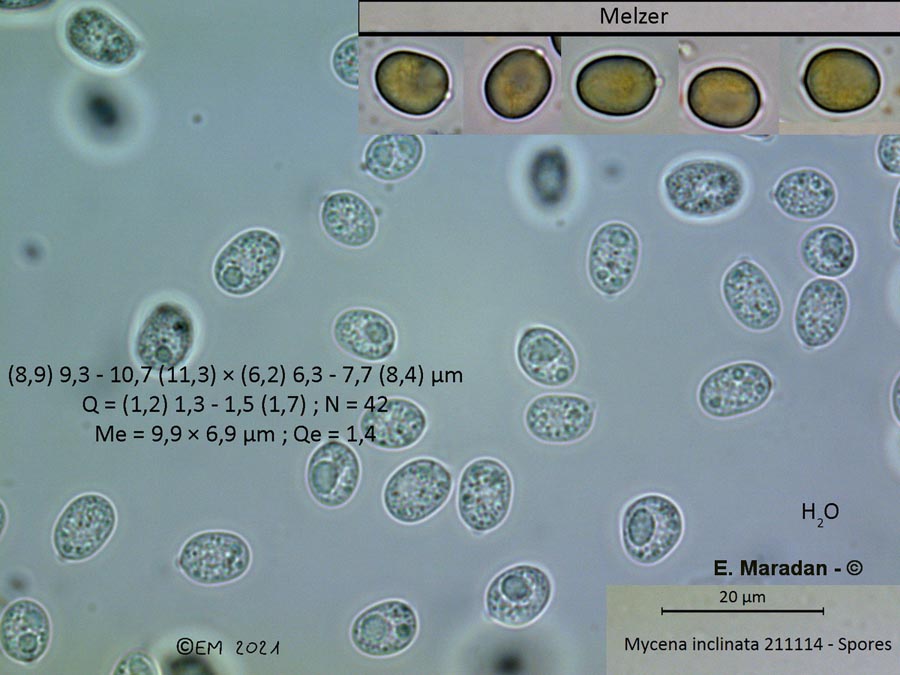 Mycena inclinata