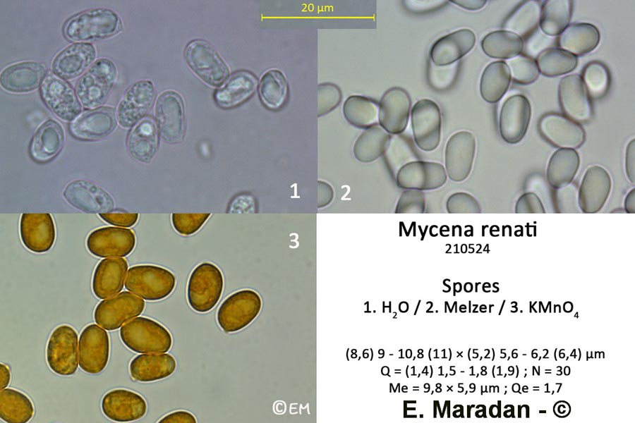 Mycena renati