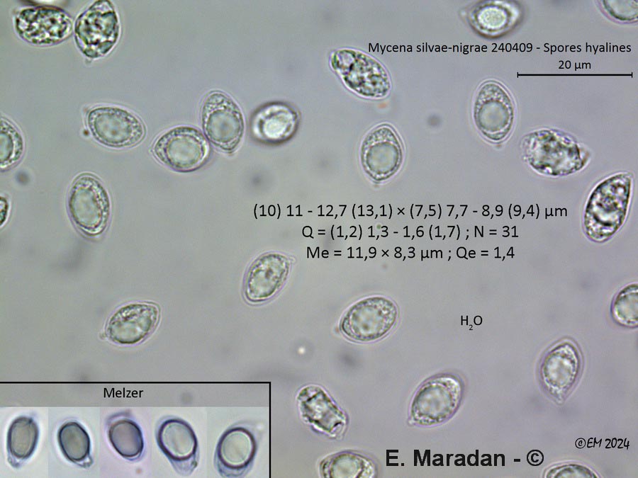 Mycena silvae-nigrae