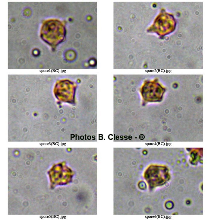 Mycenella trachyspora