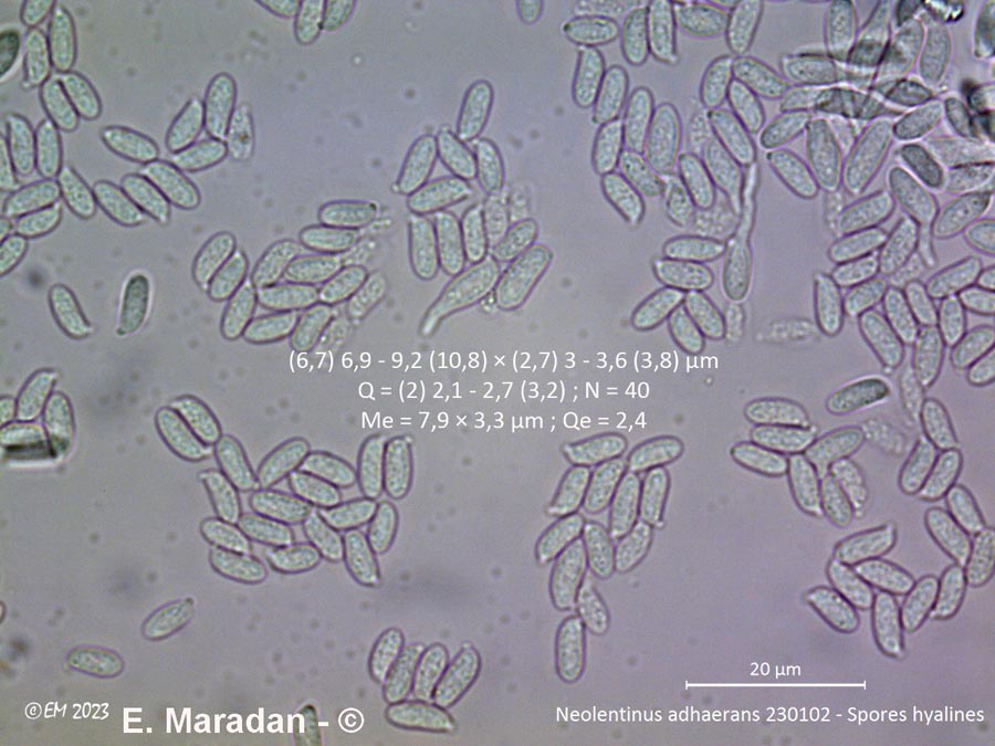 Neolentinus adhaerens