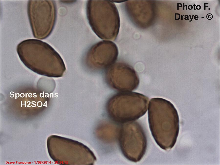 Panaeolus foenisecii (Panaeolina foenisecii)