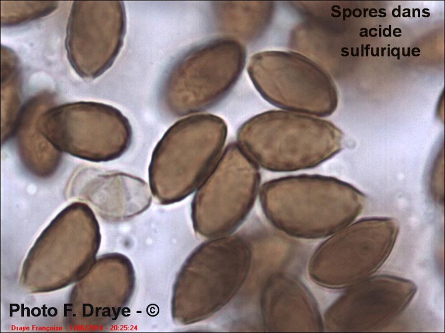 Panaeolus foenisecii (Panaeolina foenisecii)