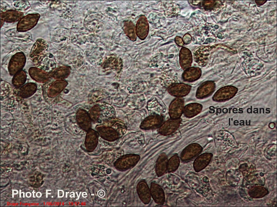 Panaeolus foenisecii (Panaeolina foenisecii)