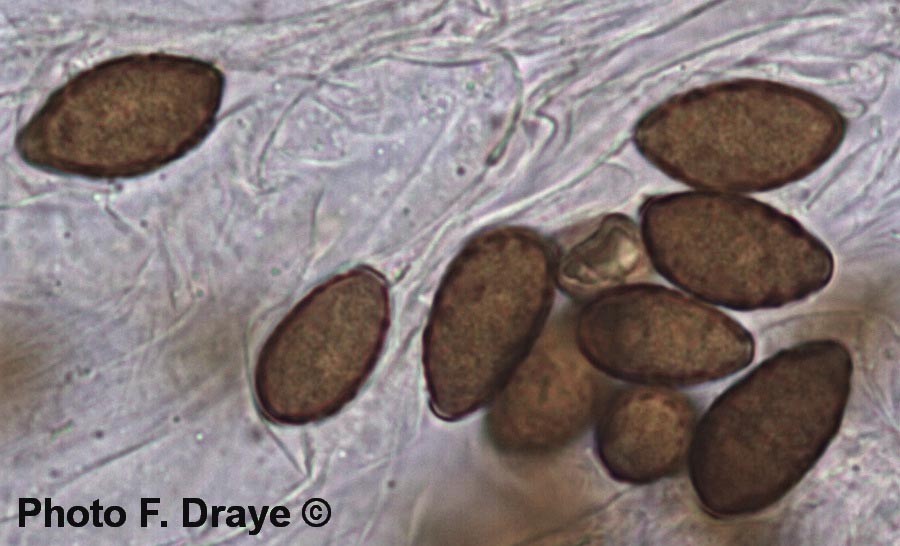 Panaeolus foenisecii (Panaeolina foenisecii)