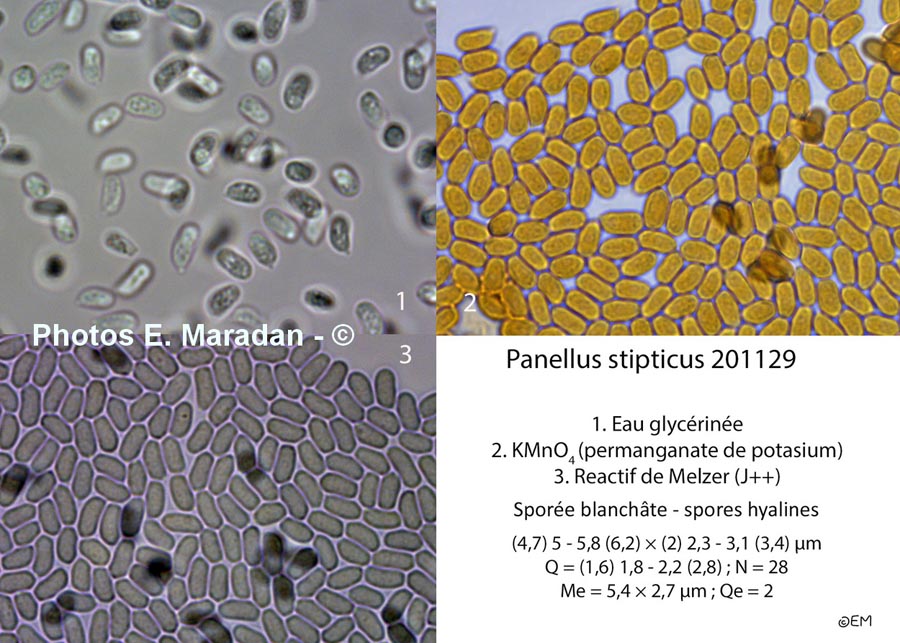 Panellus stipticus