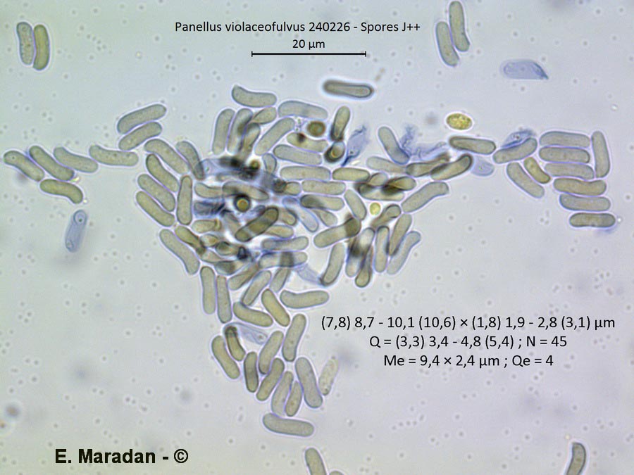 Panellus violaceofulvus