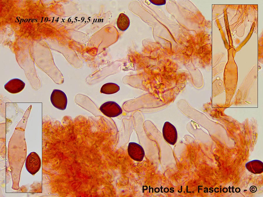 Panaeolus cinctulus (Agaricus cinctulus)