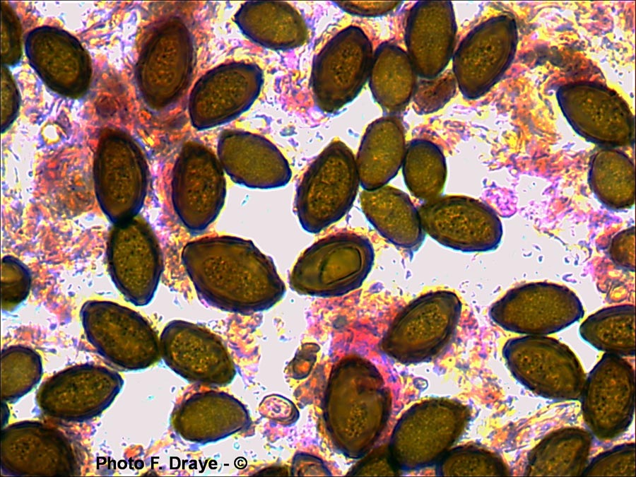 Panaeolus foenisecii (Panaeolina foenisecii)