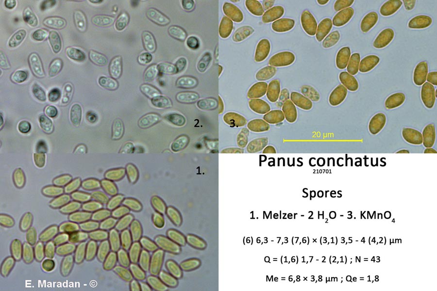 Panus conchatus