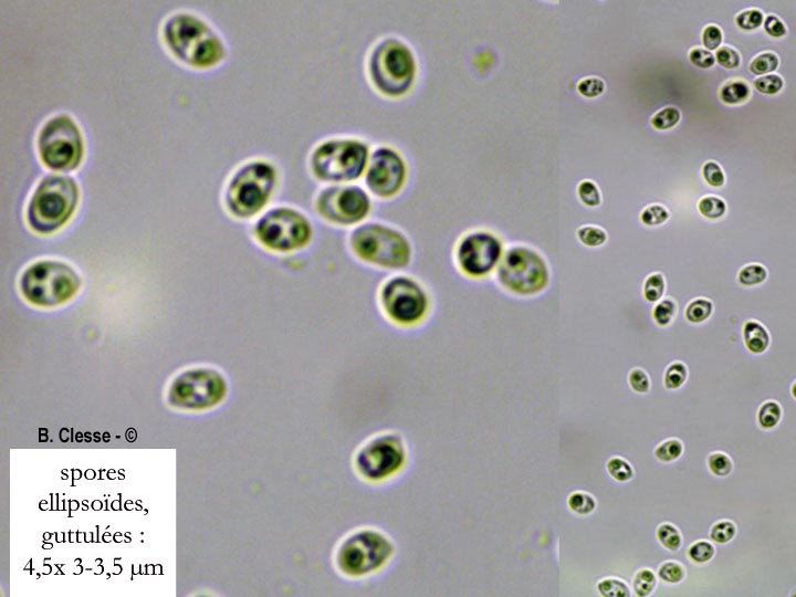 Pappia fissilis (Tyromyces fissilis, Spongipellis fissilis)