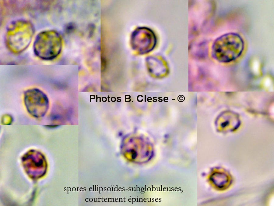 Lepista inversa (Lepista flaccida) (Paralepista flaccida)