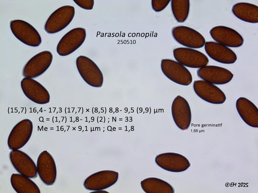 Parasola conopilea