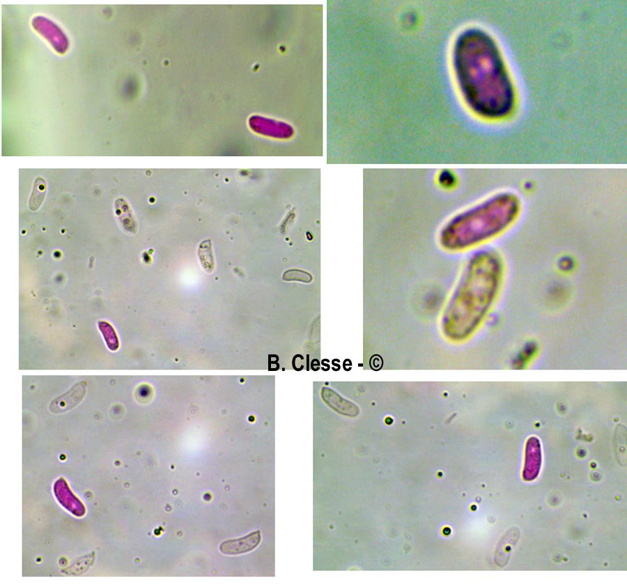 Peniophora laeta