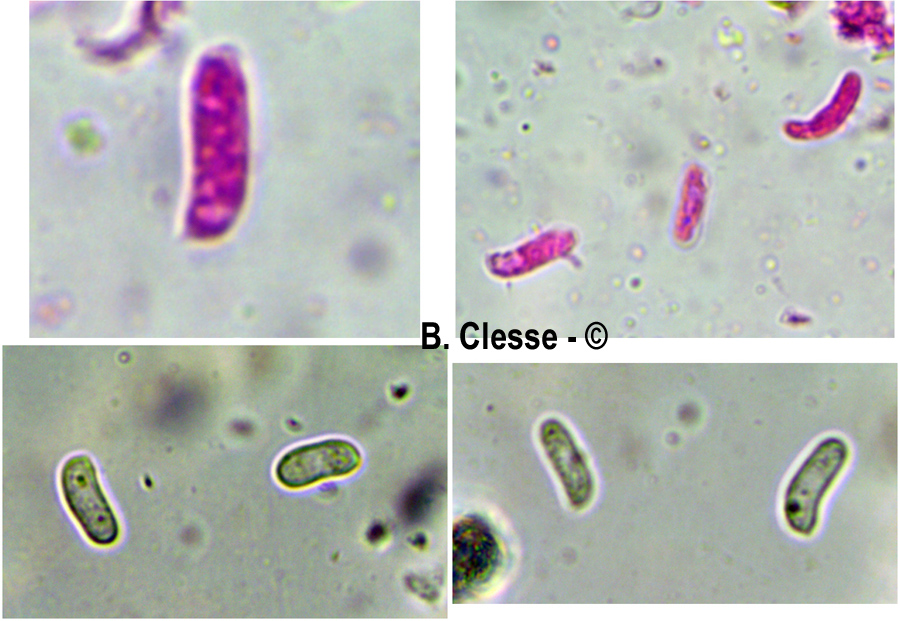 Peniophora nuda
