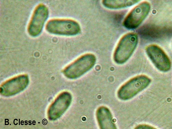 Peniophora piceae