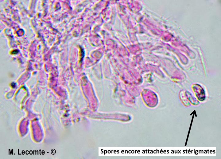 Peniophorella pallida (Hyphoderma pallidum)