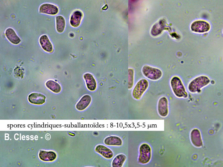 Peniophorella praetermissa (Hyphoderma praetermissum)