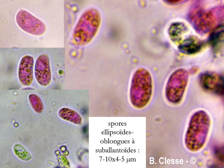 Peniophorella praetermissa (Hyphoderma praetermissum)