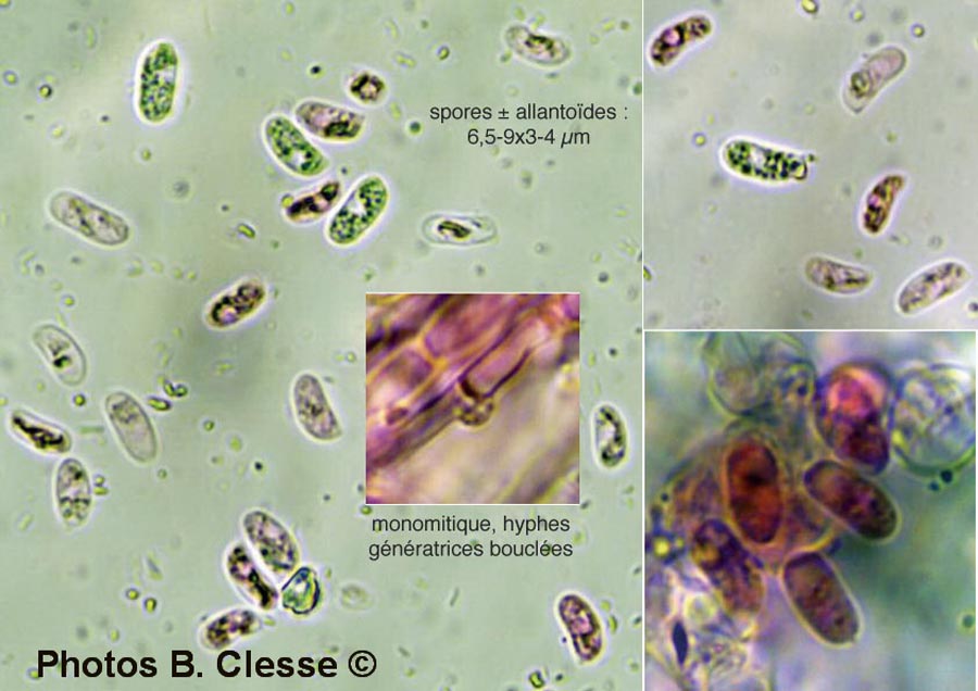 Peniophorella pubera