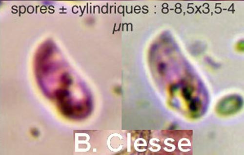 Peniophorella pubera