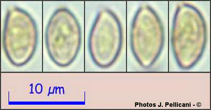 Phaeocollybia lugubris