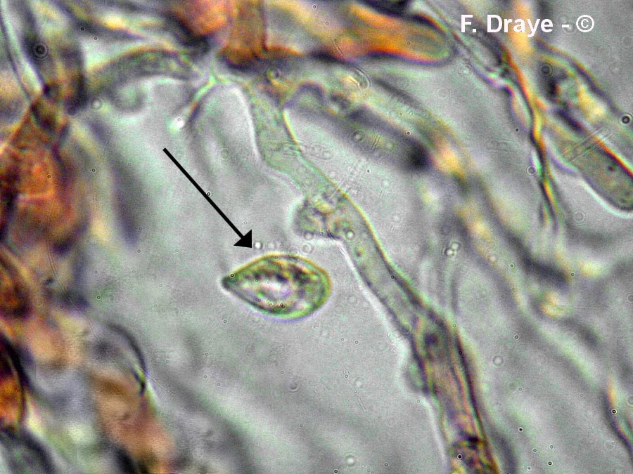 Phanerochaete calotrichia