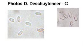 Phanerochaete sordida