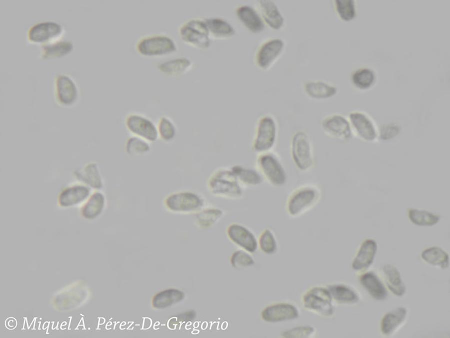 Phlebiopsis ravenelii