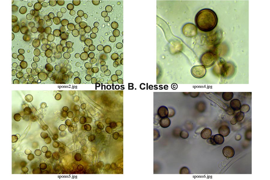 Phleogena faginea