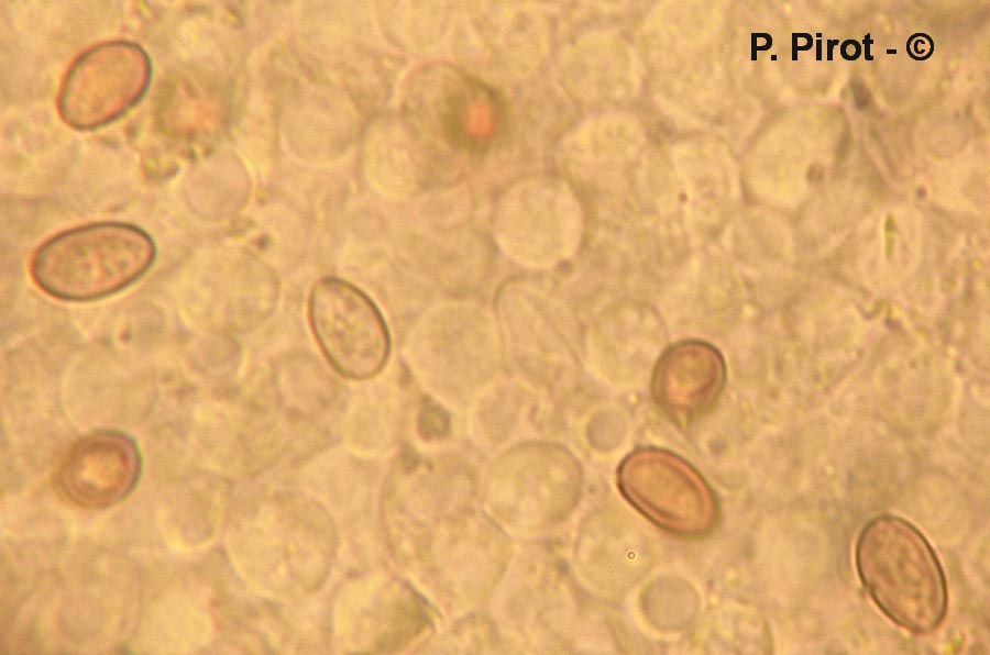 Pholiota mixta