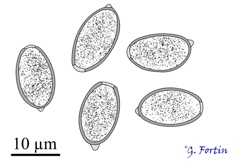 Pholiotina rugosa (Conocybe rugosa)