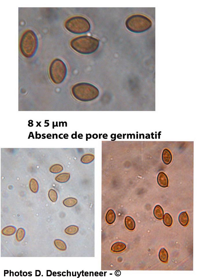 Pholiotina vestita (Conocybe vestita)