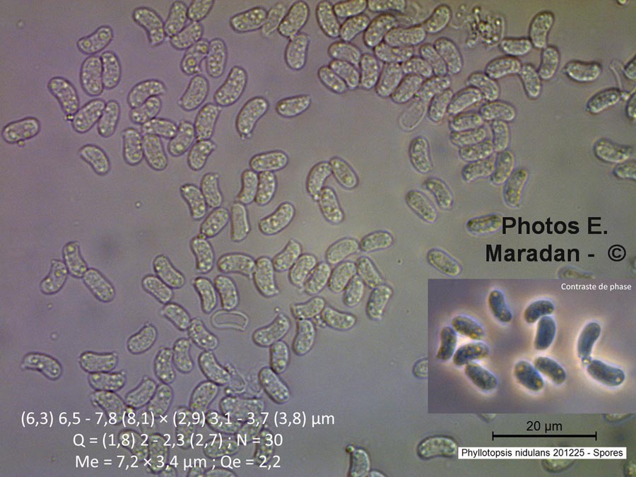 Phyllotopsis nidulans