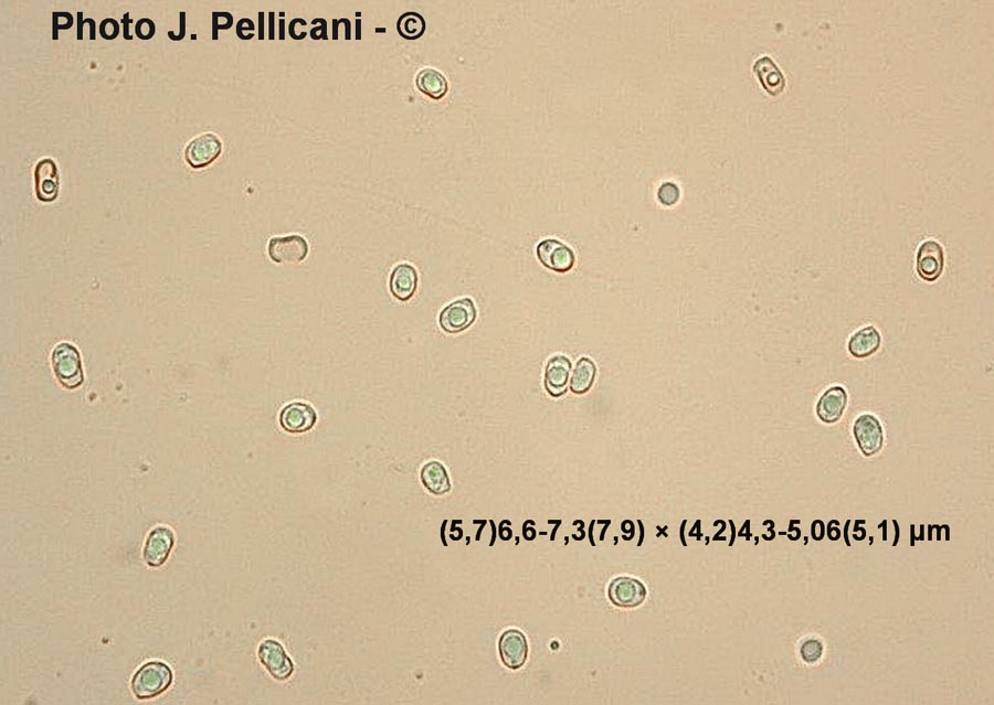 Pluteus atromarginatus