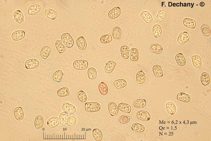 Pluteus pellitus