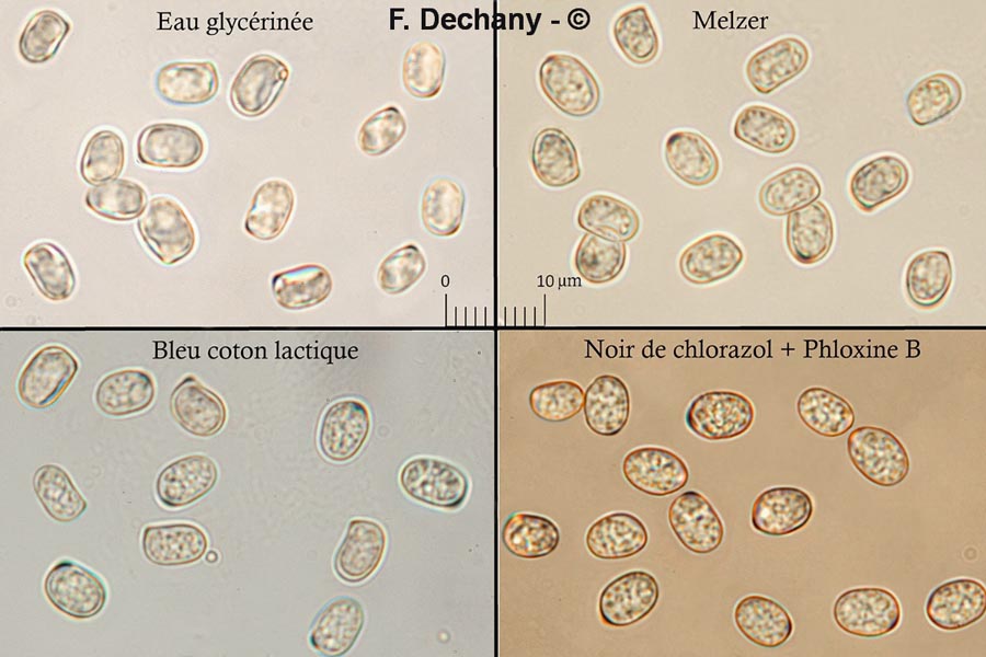 Pluteus pellitus