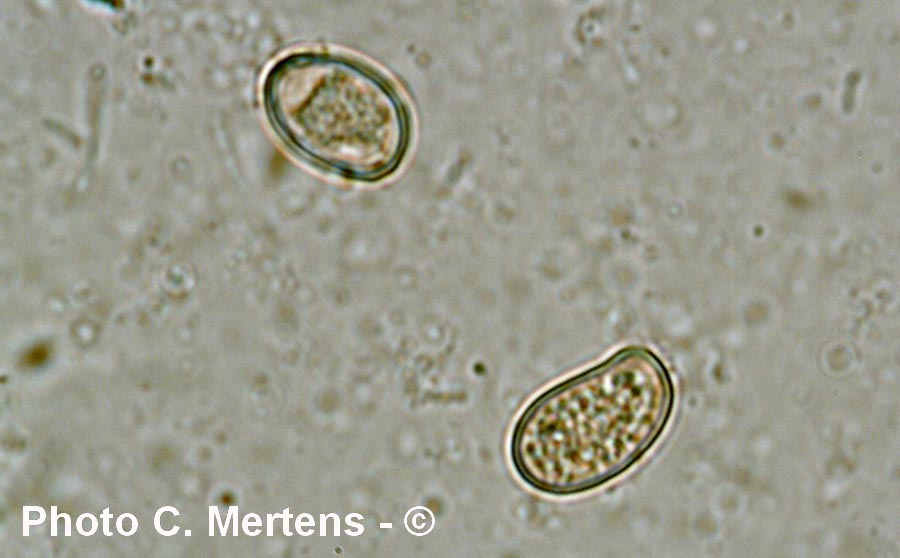 Pluteus poliocnemis