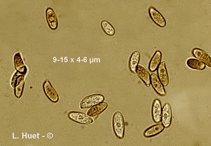 Cerioporus squamosus (Polyporus squamosus)