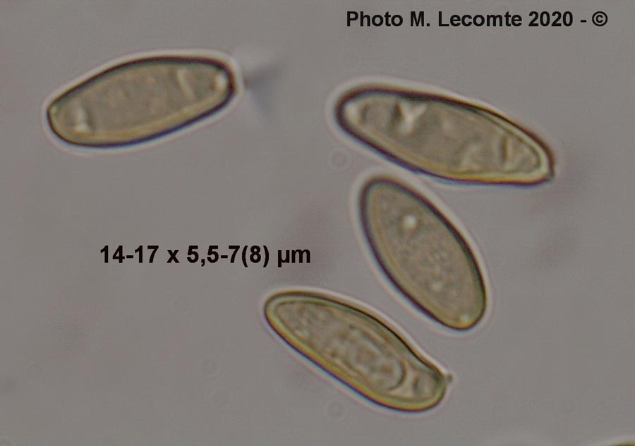 Porphyrellus porphyrosporus