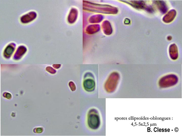 Amphinema byssoides