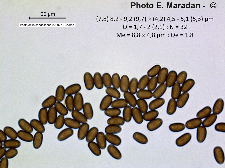 Psathyrella candolleana