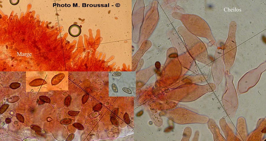 Psathyrella caput-medusae