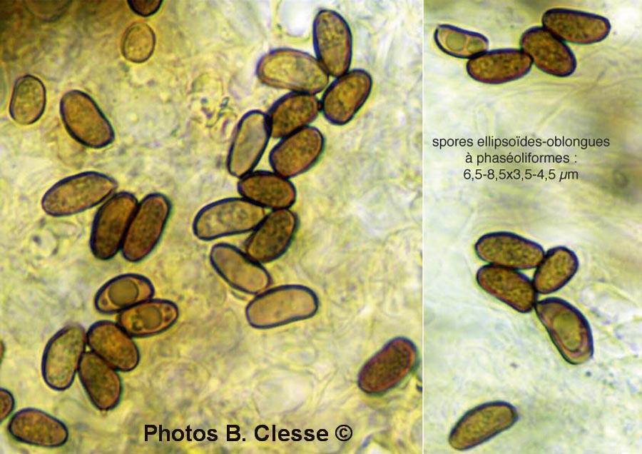 Psathyrella cotonea