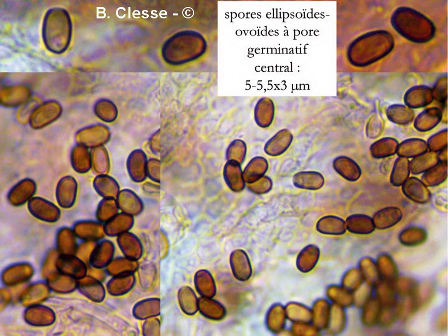 Psathyrella laevissima