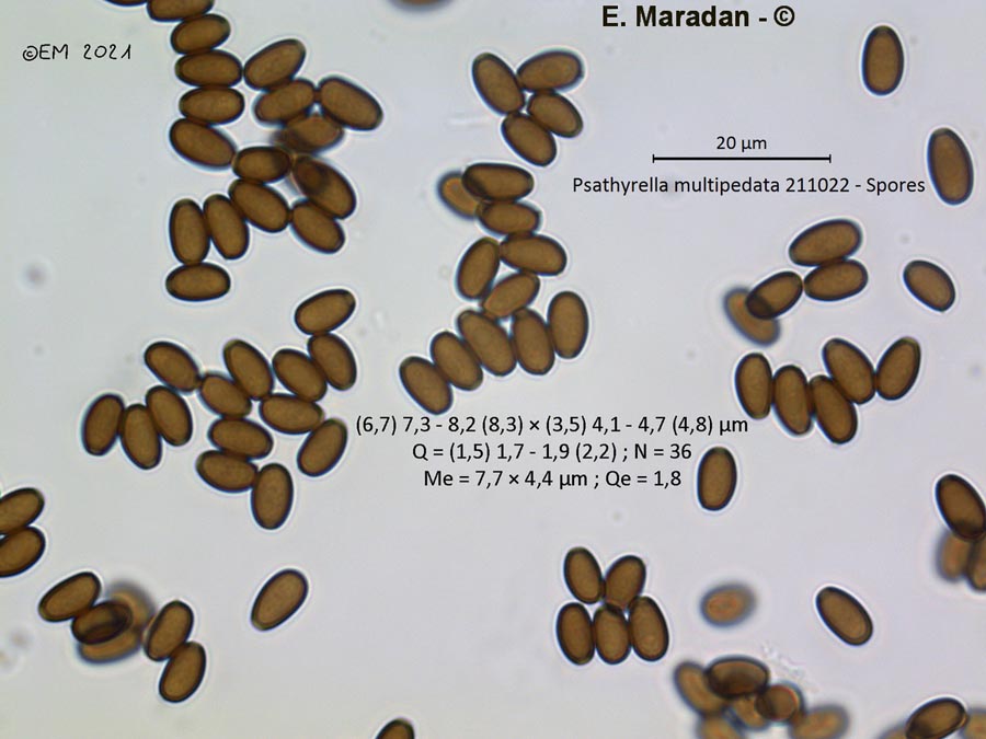 Psathyrella multipedata