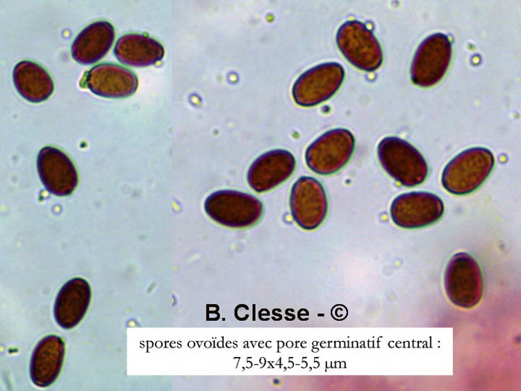 Psathyrella panaeoloides