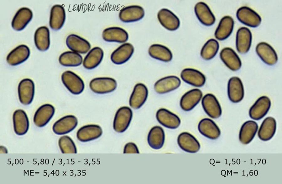 Psathyrella piluliformis